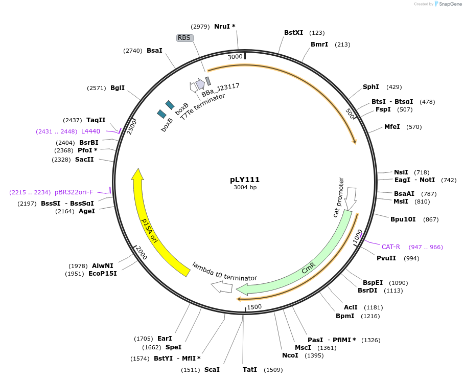 130942-plasmid-map-sequence-id-258927