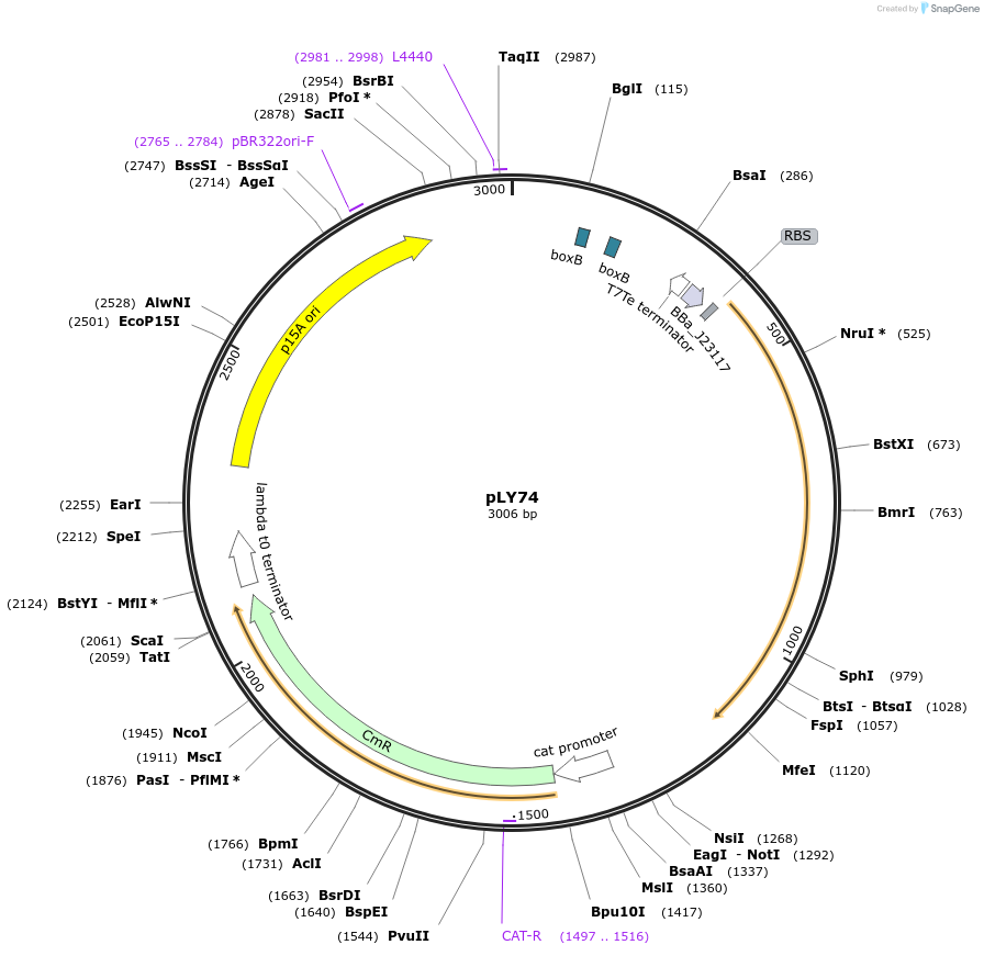 130945-plasmid-map-sequence-id-258928