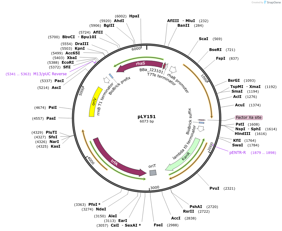 130947-plasmid-map-sequence-id-258929