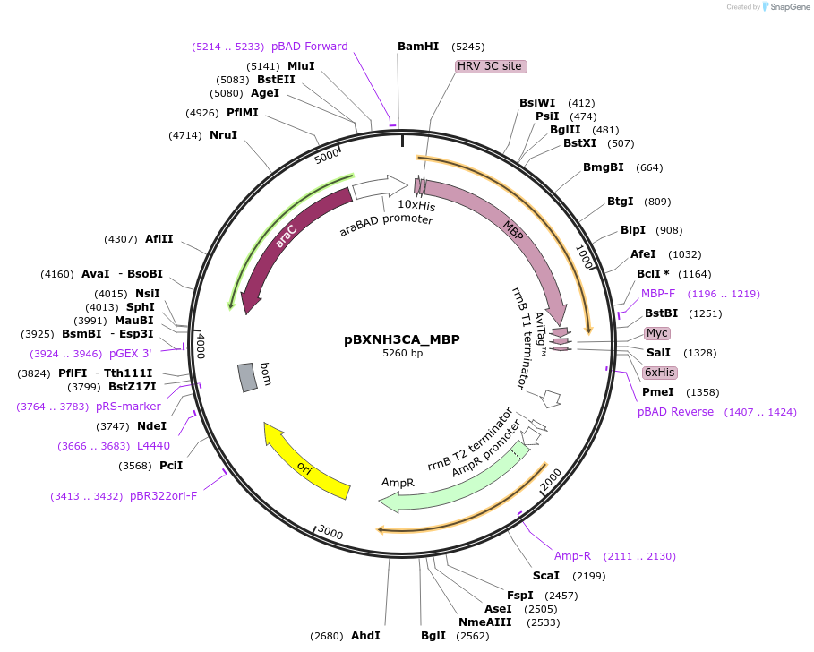 132700-plasmid-map-sequence-id-258939