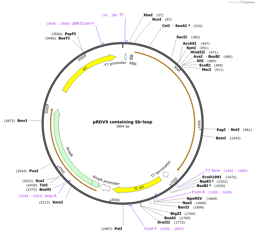 132695-plasmid-map-sequence-id-258941