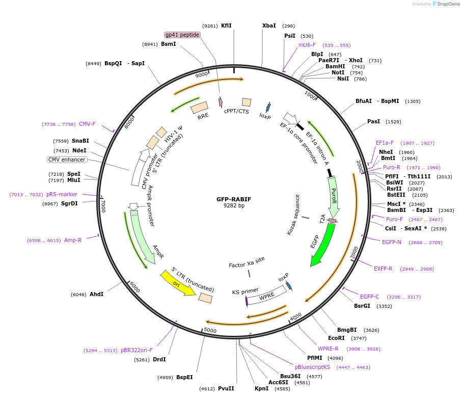 130882-plasmid-map-sequence-id-258942