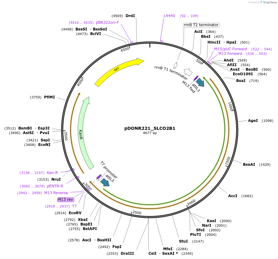 131866-plasmid-map-sequence-id-258943