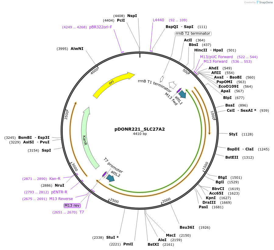 131867-plasmid-map-sequence-id-258945