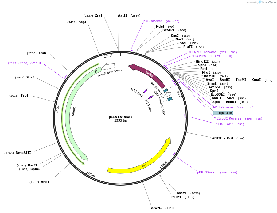 128649-plasmid-map-sequence-id-258959