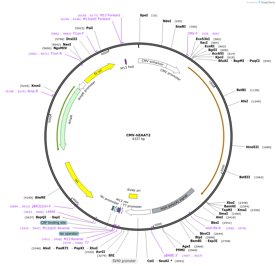 32814-plasmid-map-sequence-id-258966