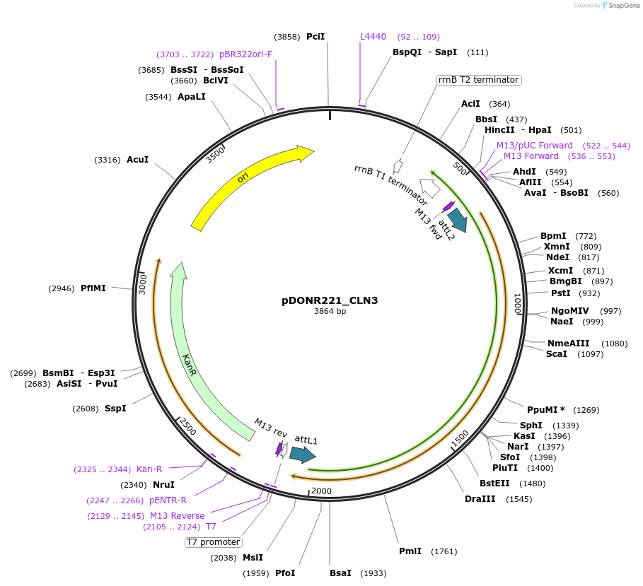 131868-plasmid-map-sequence-id-258979