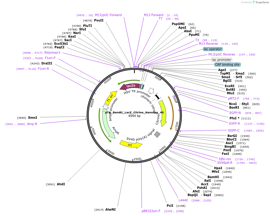 130525-plasmid-map-sequence-id-258988