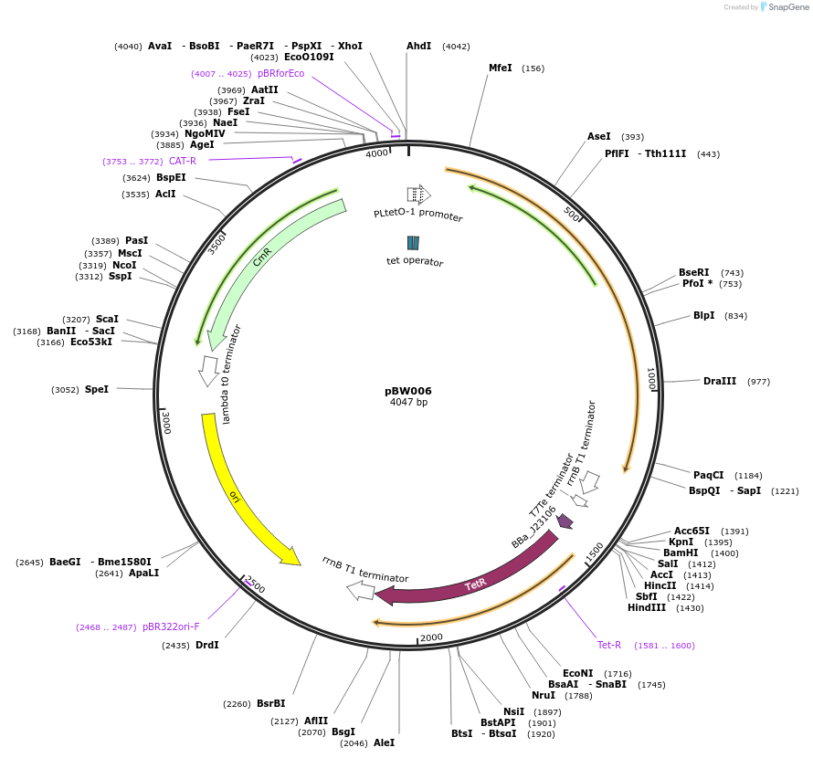 131807-plasmid-map-sequence-id-258996