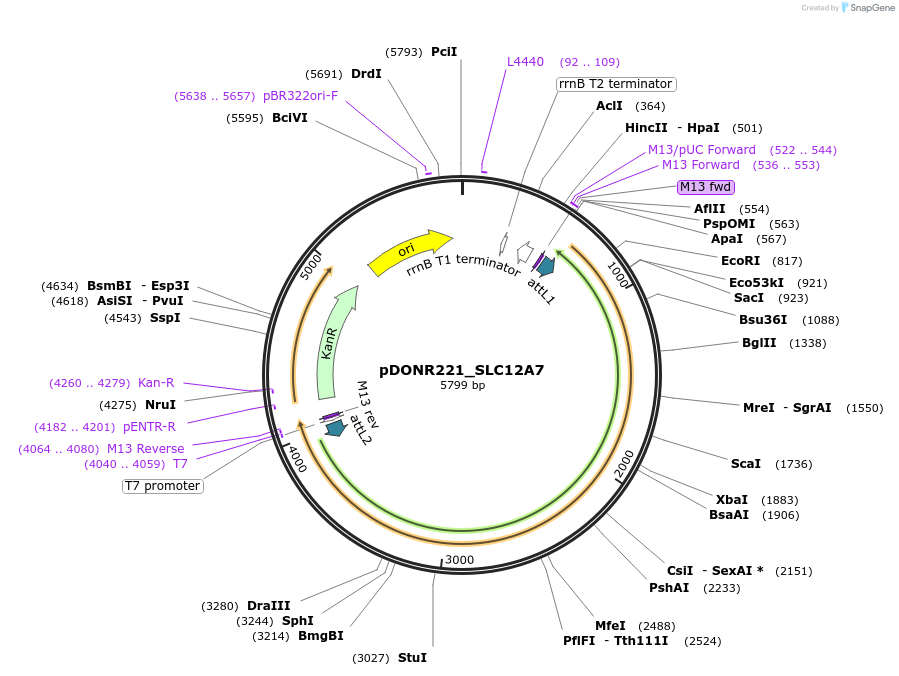 131873-plasmid-map-sequence-id-259013