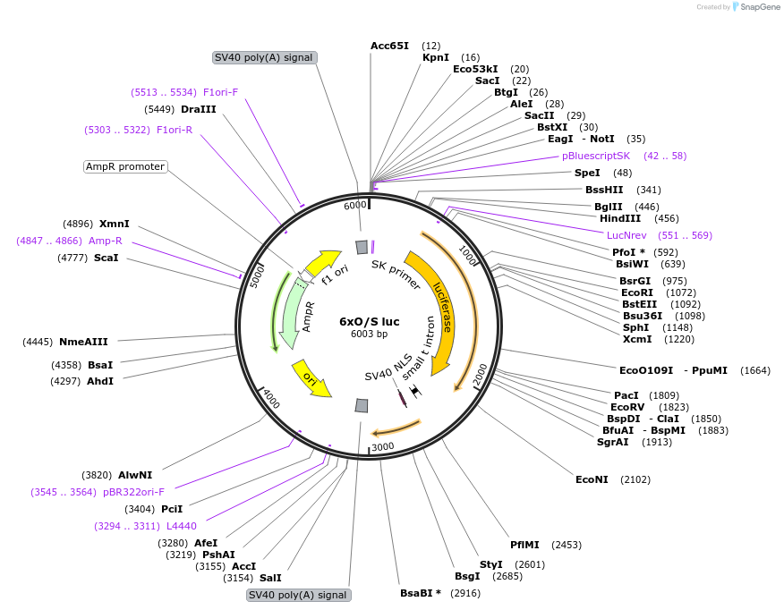 69445-plasmid-map-sequence-id-259015