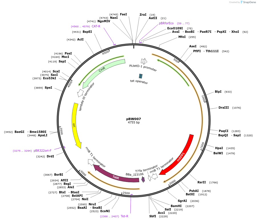 131808-plasmid-map-sequence-id-259021