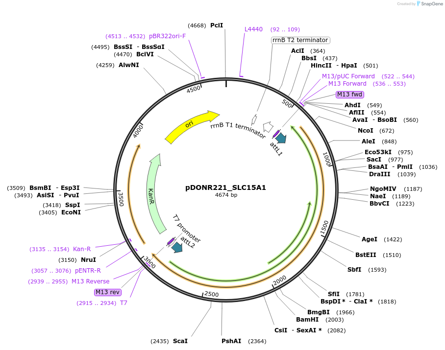 131874-plasmid-map-sequence-id-259023