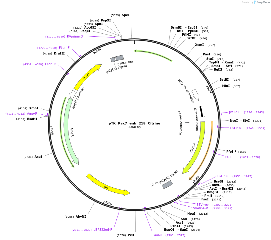 130607-plasmid-map-sequence-id-259025