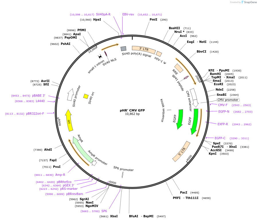 14858-plasmid-map-sequence-id-259027