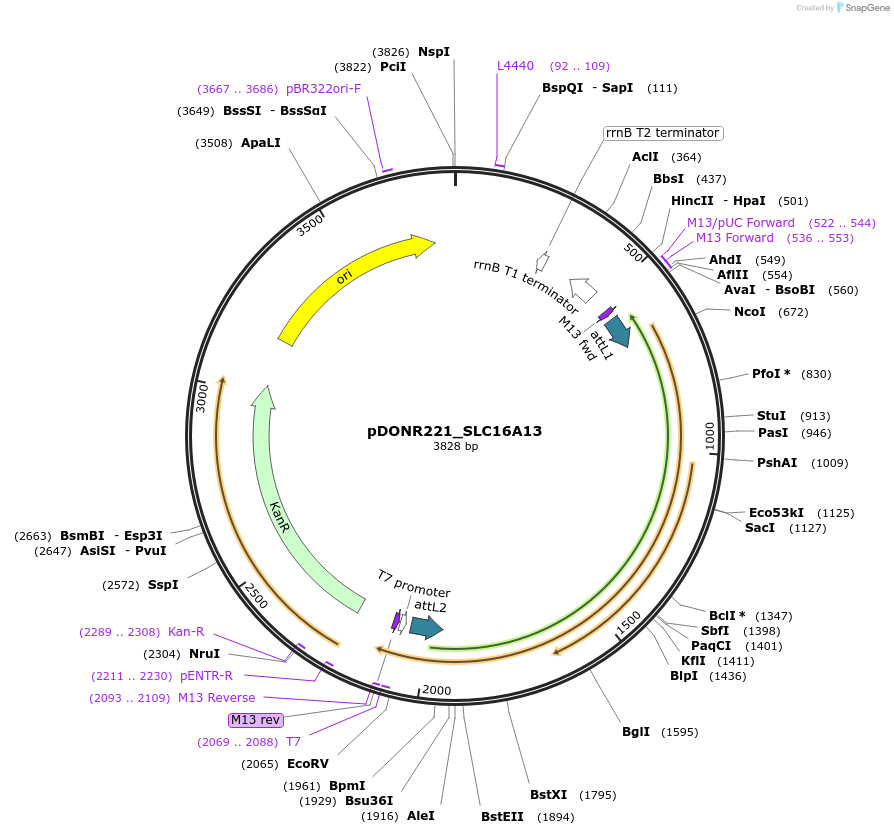 131875-plasmid-map-sequence-id-259028
