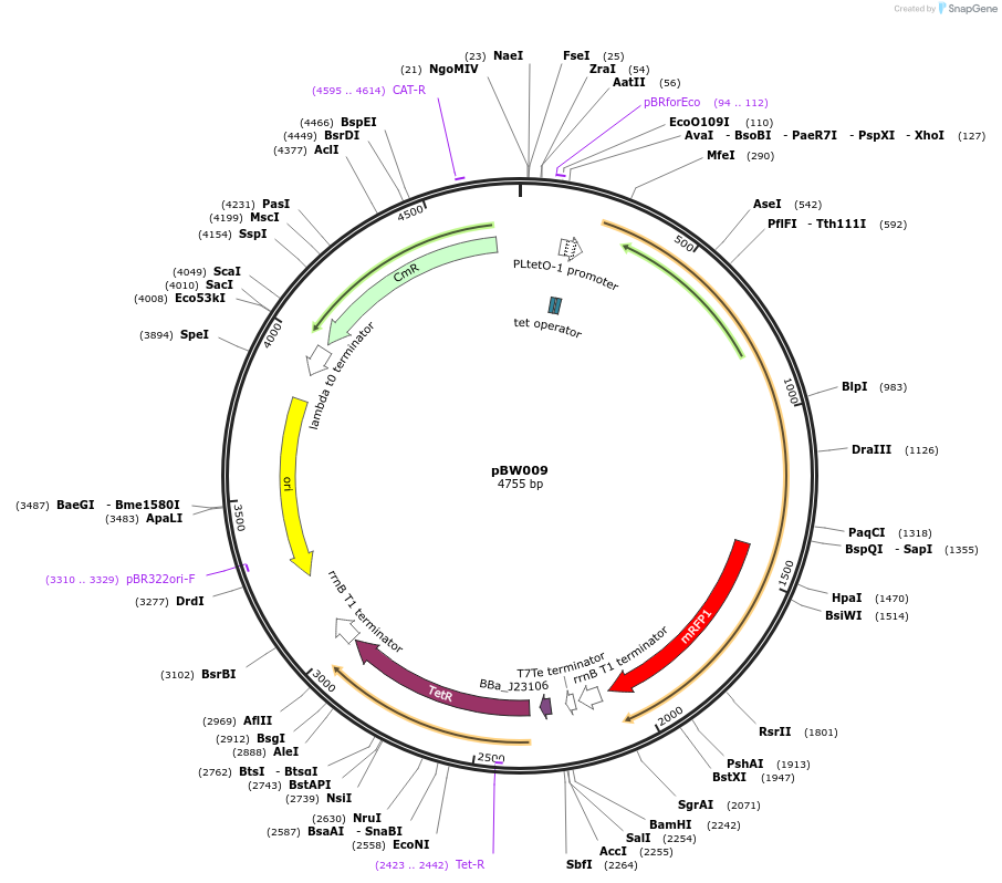 131811-plasmid-map-sequence-id-259029