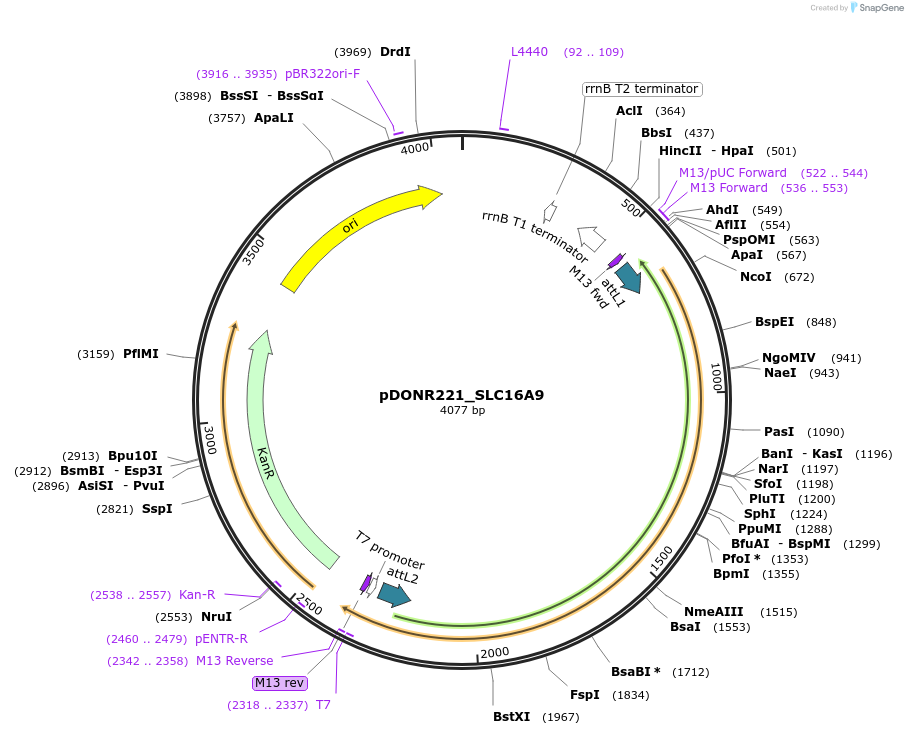 131876-plasmid-map-sequence-id-259035