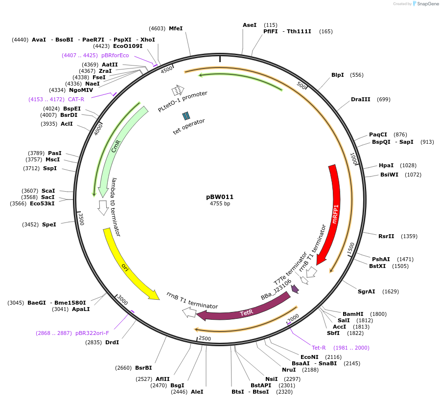 131814-plasmid-map-sequence-id-259039