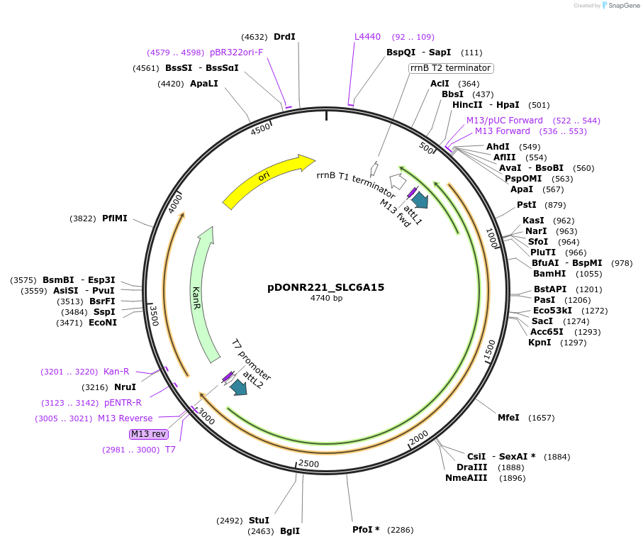 131877-plasmid-map-sequence-id-259040