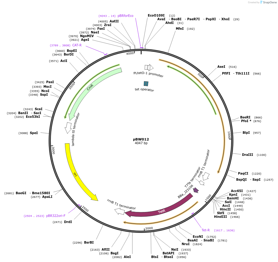 131815-plasmid-map-sequence-id-259043