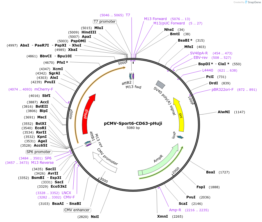 130902-plasmid-map-sequence-id-259045