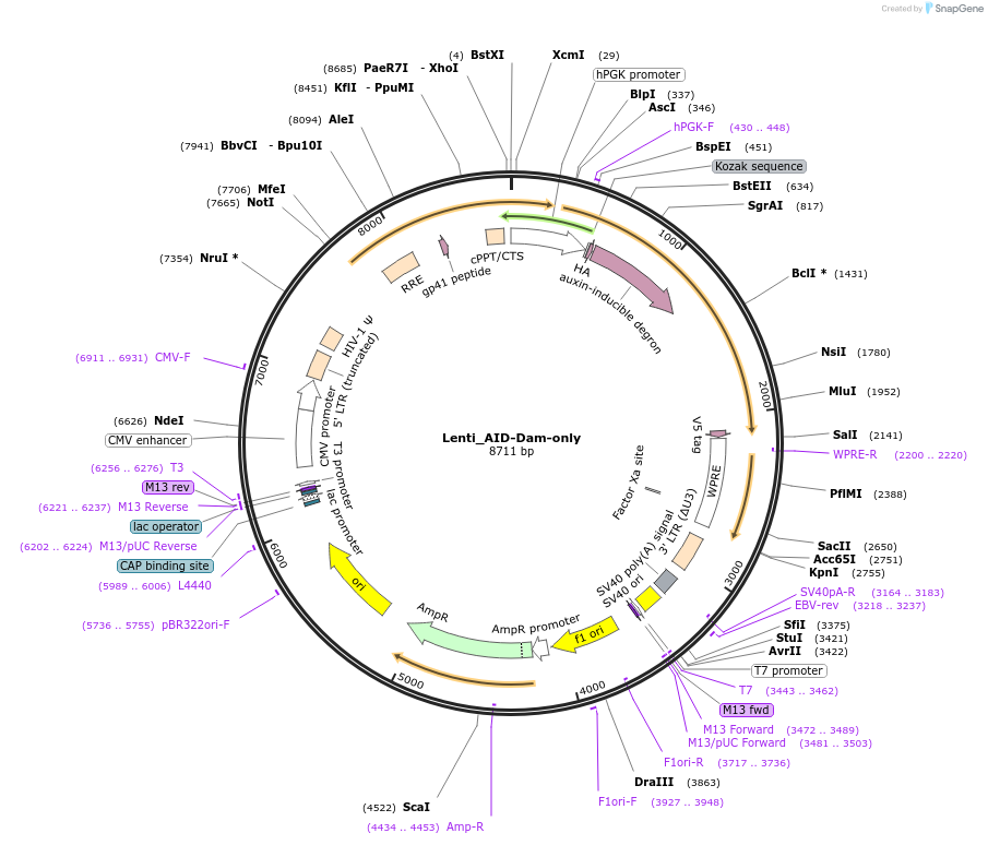 119765-plasmid-map-sequence-id-259047