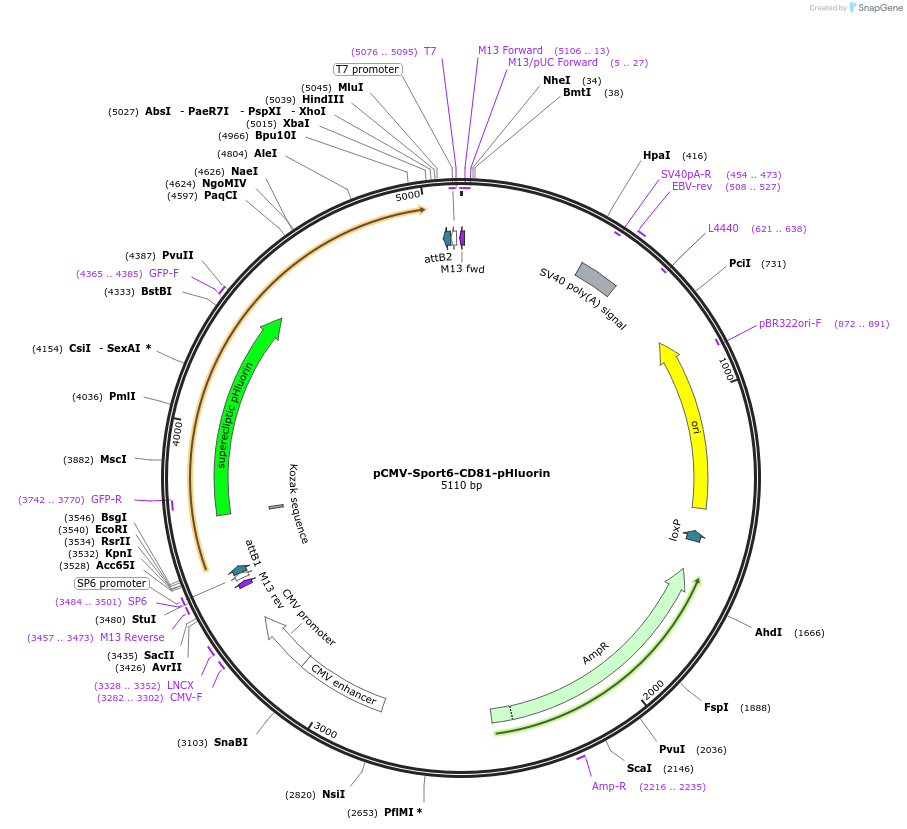 130903-plasmid-map-sequence-id-259050