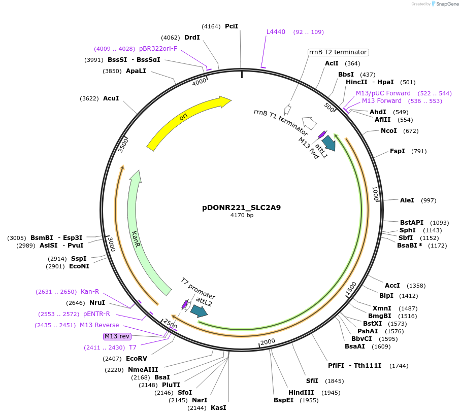 131879-plasmid-map-sequence-id-259054