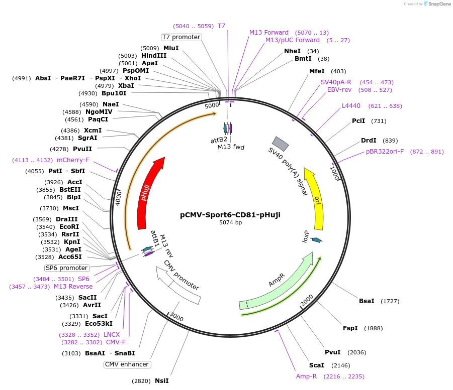 130904-plasmid-map-sequence-id-259055