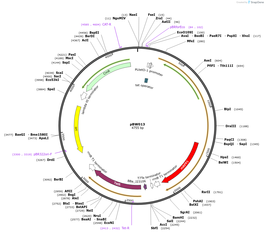 131816-plasmid-map-sequence-id-259071