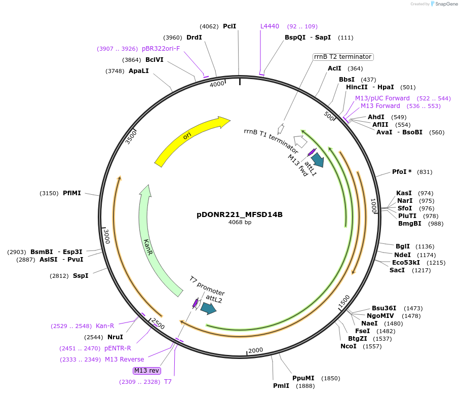 131881-plasmid-map-sequence-id-259072