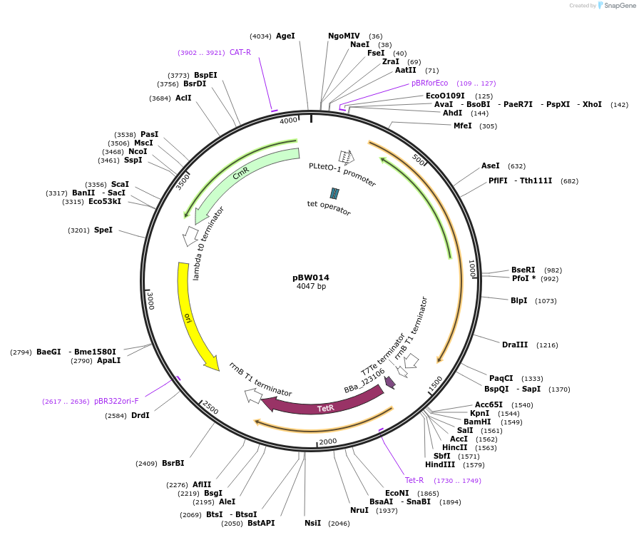 131817-plasmid-map-sequence-id-259073