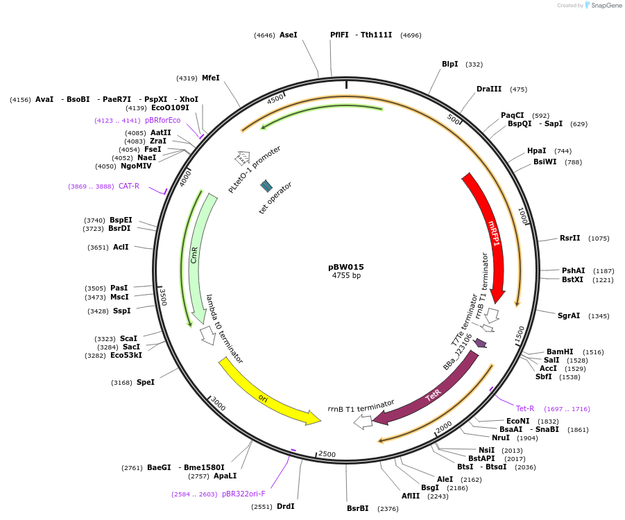 131819-plasmid-map-sequence-id-259074