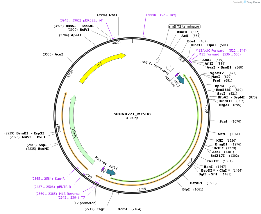 131882-plasmid-map-sequence-id-259075