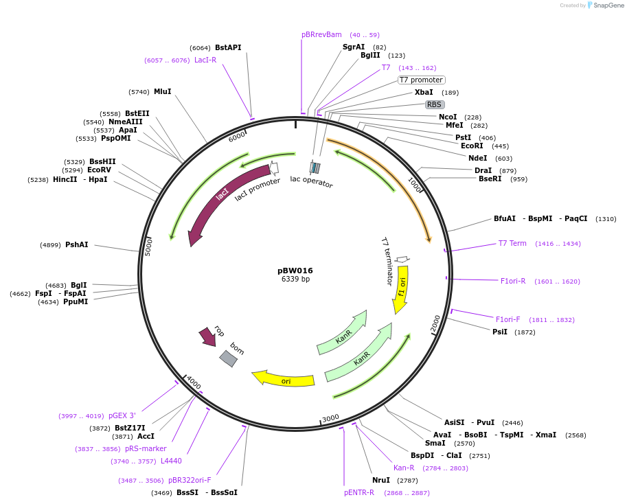 131820-plasmid-map-sequence-id-259076