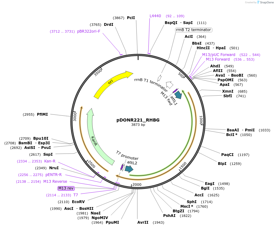 131883-plasmid-map-sequence-id-259077