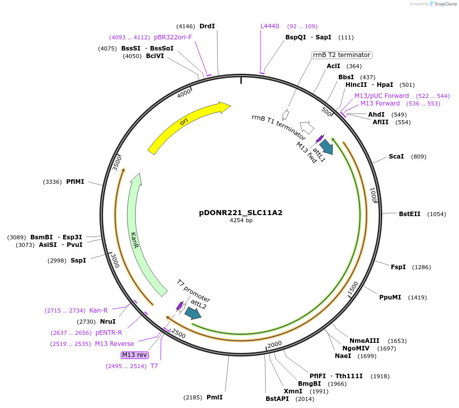 131884-plasmid-map-sequence-id-259078