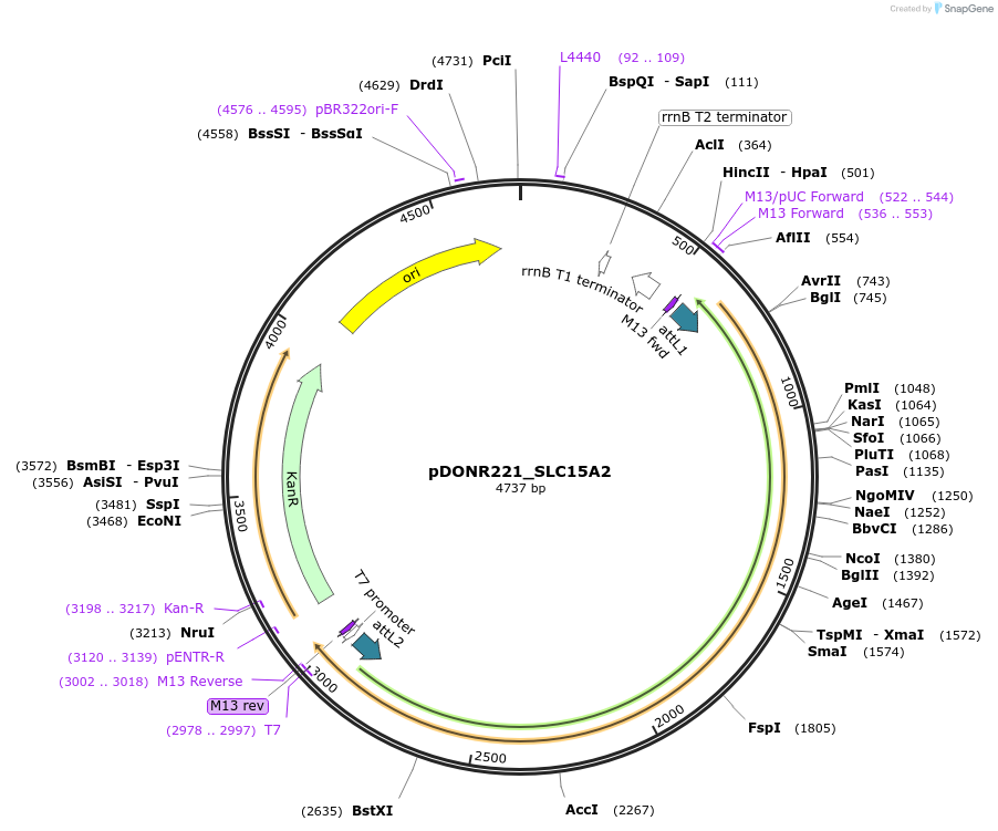 131886-plasmid-map-sequence-id-259080