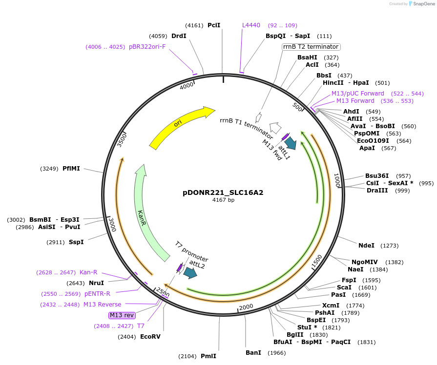 131887-plasmid-map-sequence-id-259085