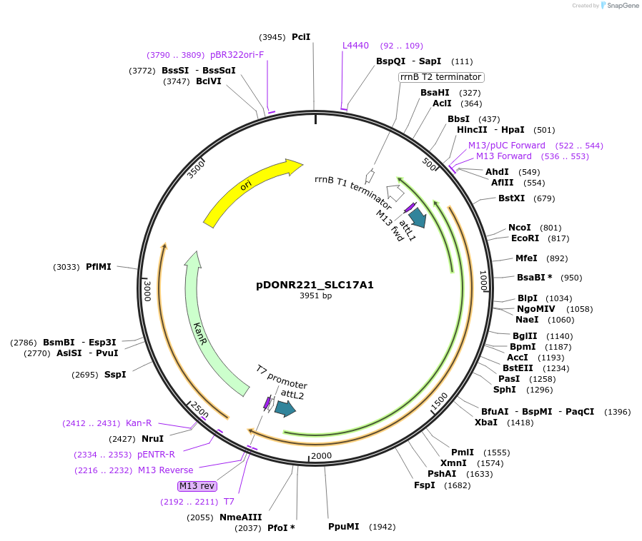 131888-plasmid-map-sequence-id-259090