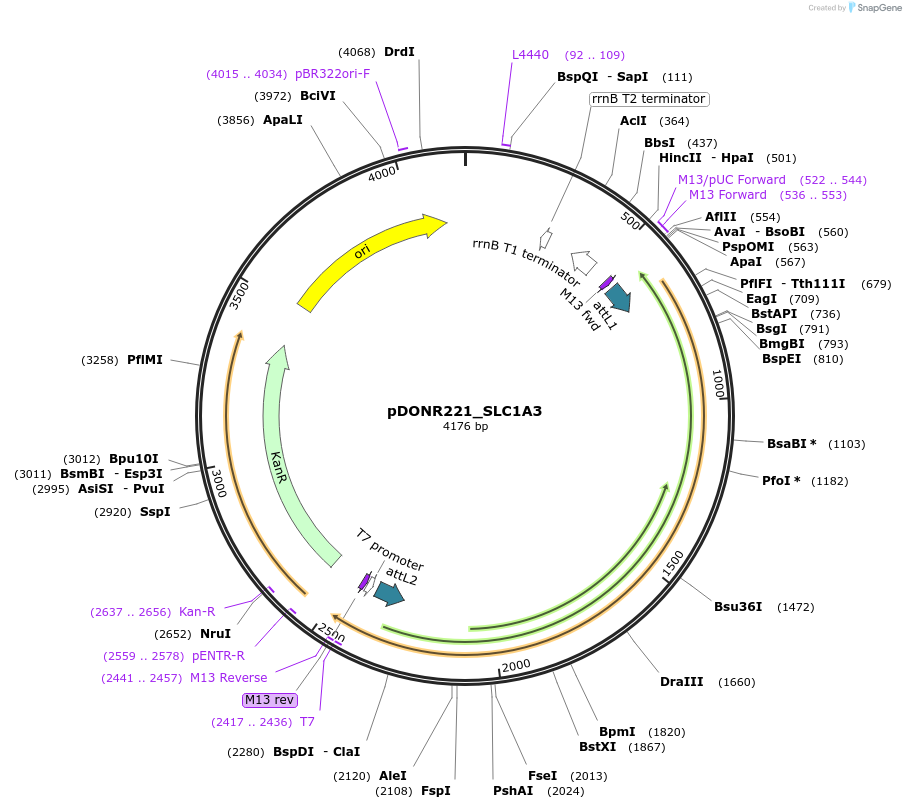 131889-plasmid-map-sequence-id-259092