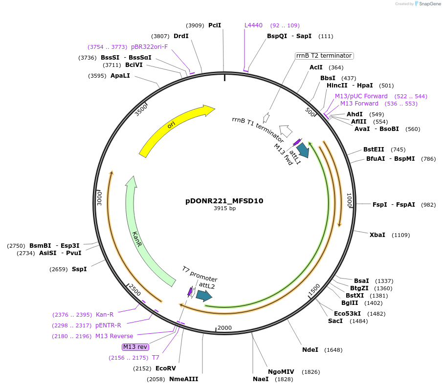 131890-plasmid-map-sequence-id-259093