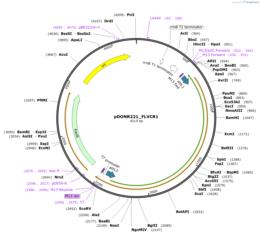 131892-plasmid-map-sequence-id-259096