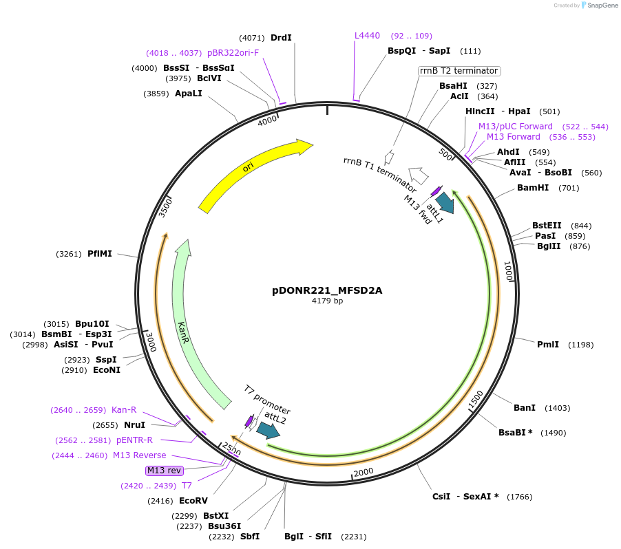 131893-plasmid-map-sequence-id-259098