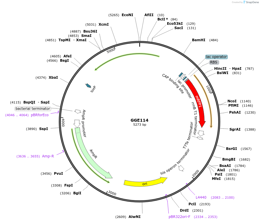 120731-plasmid-map-sequence-id-259124