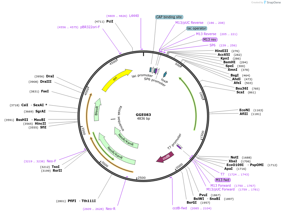 120732-plasmid-map-sequence-id-259137