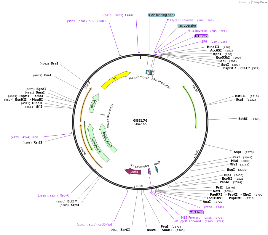 120733-plasmid-map-sequence-id-259143