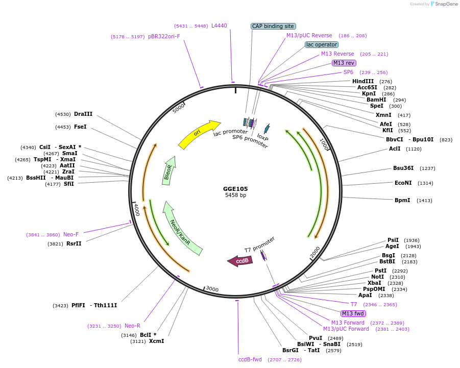 120734-plasmid-map-sequence-id-259146