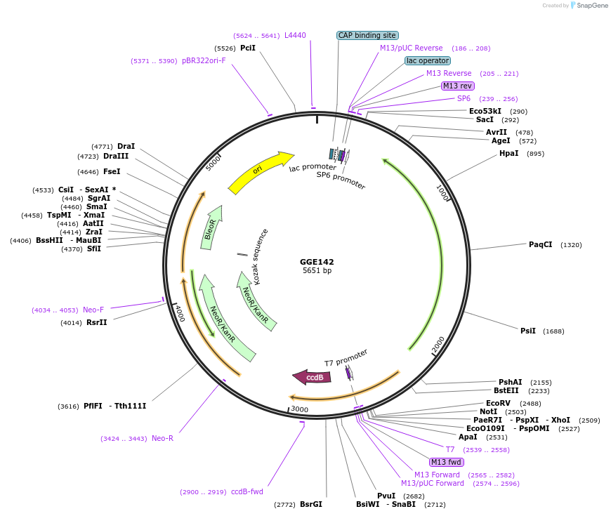 120735-plasmid-map-sequence-id-259147